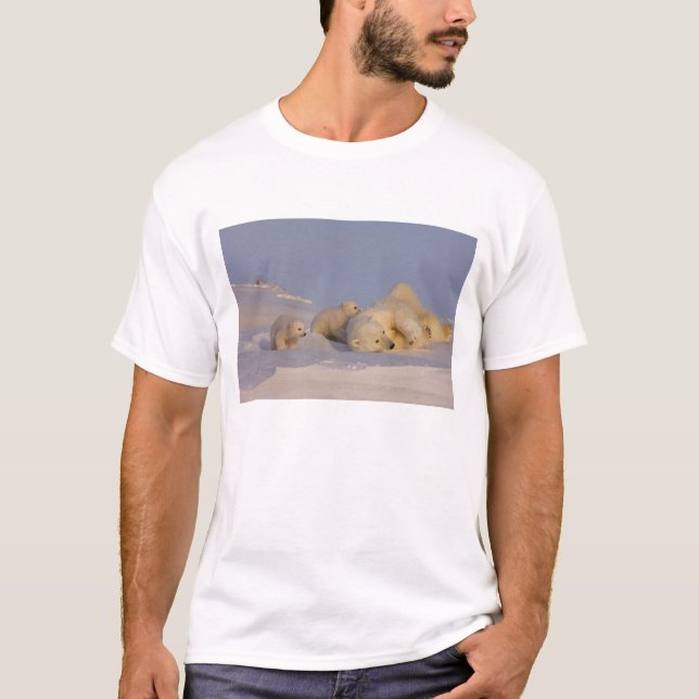 isbjörn, Ursus maritimus, sugga leker Tee (Framsida)