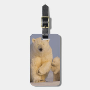 isbjörn, Ursus maritimus, sugga med nyfödd Bagagebricka