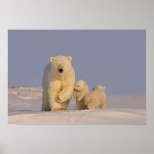 isbjörn, Ursus maritimus, sugga med nyfödd Poster