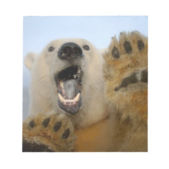 isbjörn, Ursus maritimus, tittar nyfiket Anteckningsblock (Framsida)