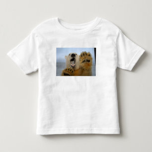 isbjörn, Ursus maritimus, tittar nyfiket Tee