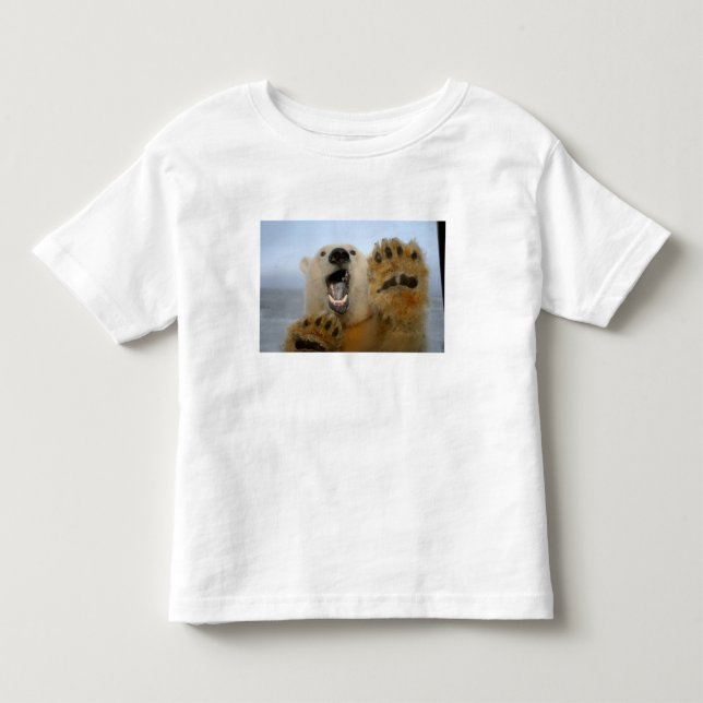 isbjörn, Ursus maritimus, tittar nyfiket Tee (Framsida)