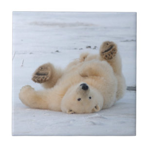 isbjörn, Ursus maritimus, unge rullar 3 Kakelplatta