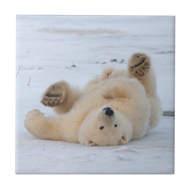 isbjörn, Ursus maritimus, unge rullar 3 Kakelplatta (Framsidan)