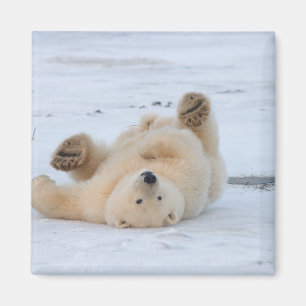 isbjörn, Ursus maritimus, unge rullar 3 Magnet