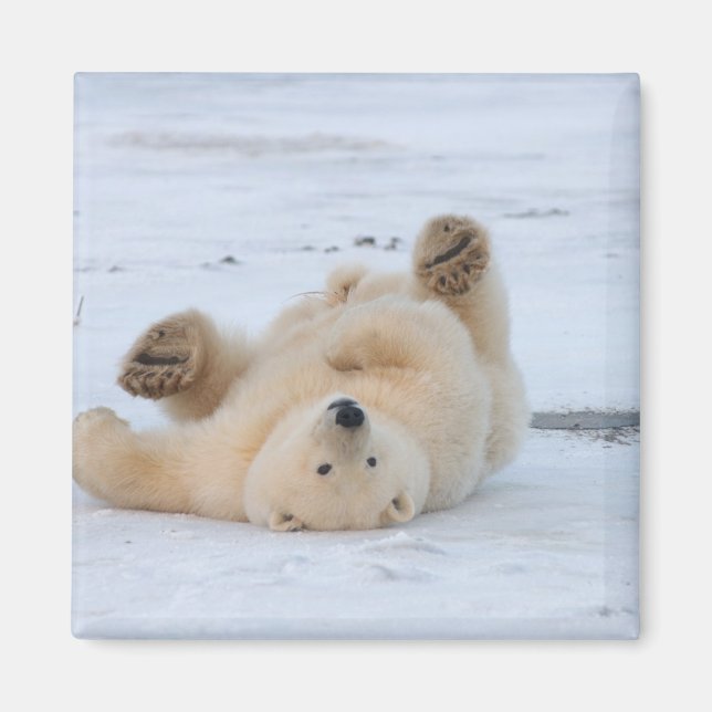 isbjörn, Ursus maritimus, unge rullar 3 Magnet (Framsidan)