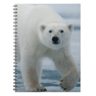 Isbjörn, Ursus Maritimus, Vuxen Anteckningsbok