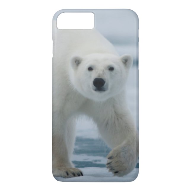 Isbjörn, Ursus Maritimus, vuxen Case-Mate iPhone Skal (Baksida)