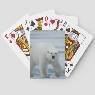 Isbjörn, Ursus Maritimus, vuxen Kortlek