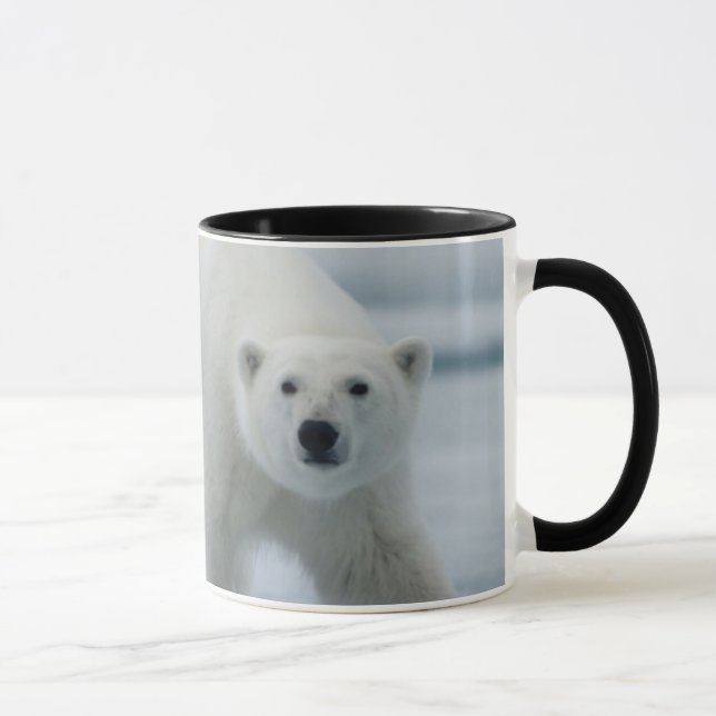 Isbjörn, Ursus Maritimus, Vuxen Mugg (Höger)