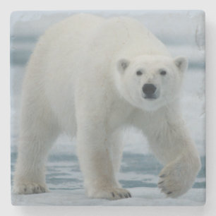 Isbjörn, Ursus Maritimus, vuxen Underlägg Sten
