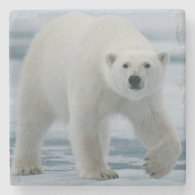Isbjörn, Ursus Maritimus, vuxen Underlägg Sten (Framsidan)