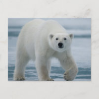 Isbjörn, Ursus Maritimus, vuxen
