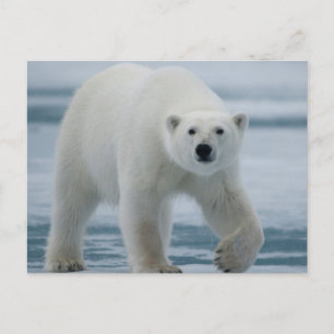Isbjörn, Ursus Maritimus, vuxen Vykort