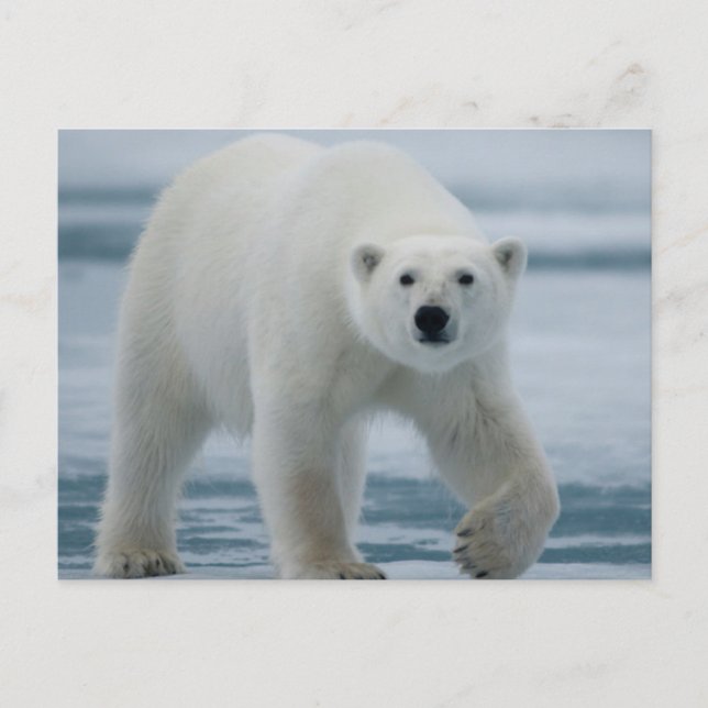 Isbjörn, Ursus Maritimus, vuxen Vykort (Framsida)