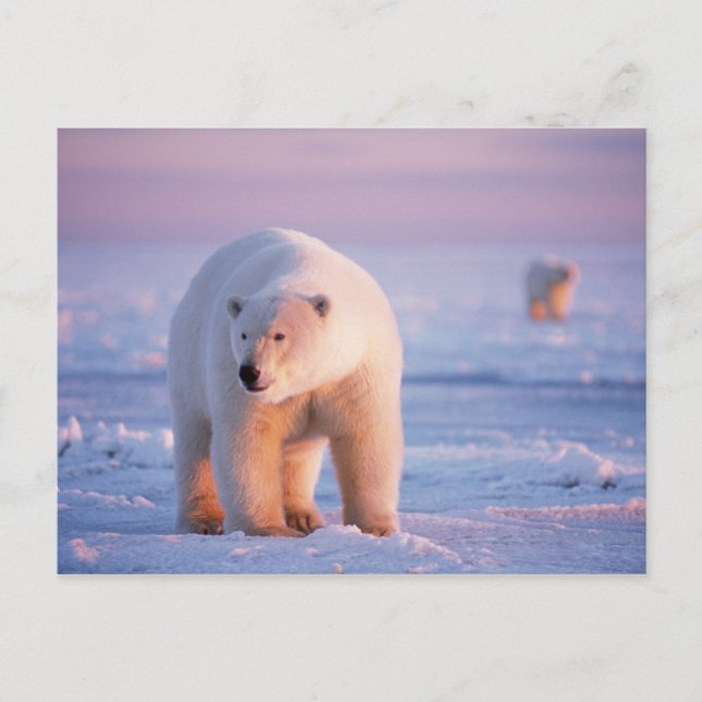 isbjörn, Ursus maritimus Vykort (Framsida)