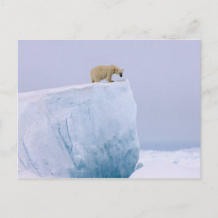 isbjörn, Ursus maritimus Vykort