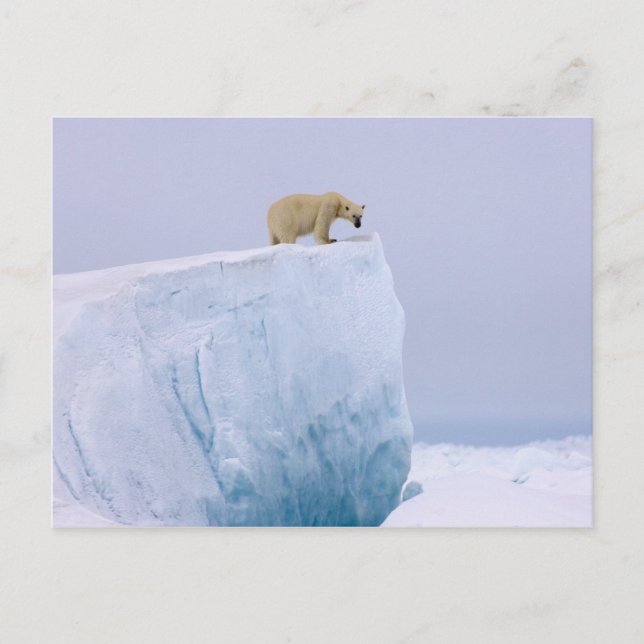 isbjörn, Ursus maritimus Vykort (Framsida)
