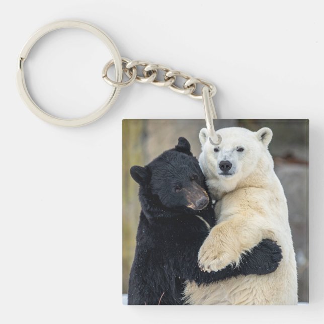 Isbjörnar och svarta björnar som kramas (Framsidan)