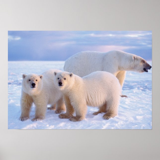 Isbjörnsmoder med ungar på packis, kust poster (Framsidan)