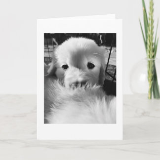 Isbjörnspuppy | Tom kort