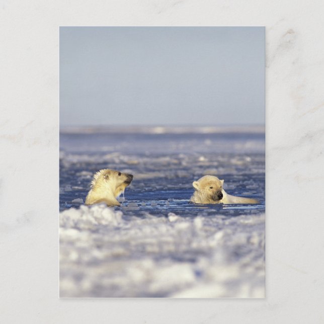 Isbjörnsungar som leker vykort (Framsida)