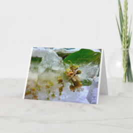 Isblommor, kort