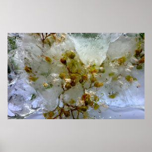 Isblommor,  poster