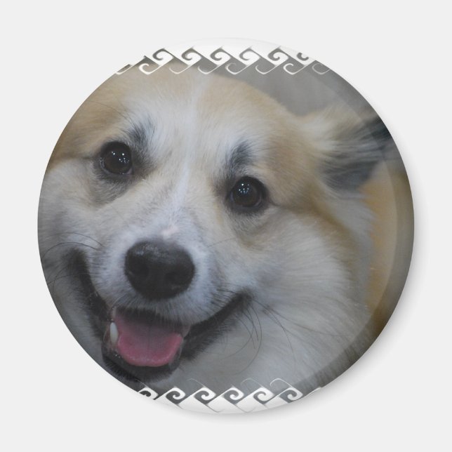 iselandisk fårhund-2.jpg magnet (Framsidan)