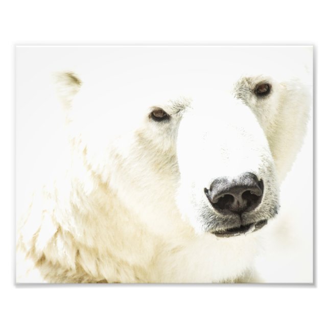 Isig av en polar björn fototryck (Framsidan)