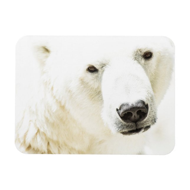 Isig av en polar björn magnet (Horisontell)