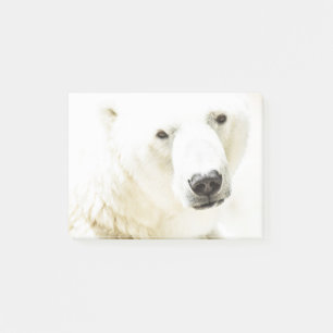 Isig av en polar björn post-it block