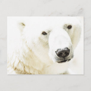 Isig av en polar björn vykort