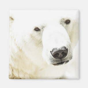Isig av en polar magnet