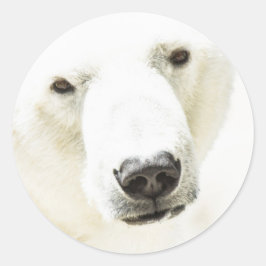 Isig av ett Polar Bear Runt Klistermärke