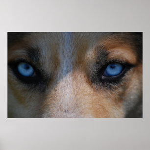 Isig Blue Hund Öga Poster