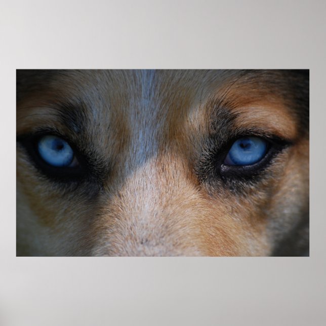 Isig Blue Hund Öga Poster (Framsidan)