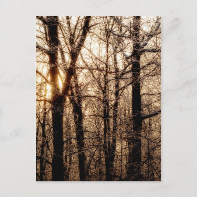 Isig Brache vid solnedgång Vykort (Framsida)