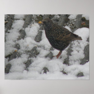 Isig Feet Starling Skriv ut Poster