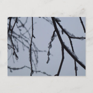 Isig Grenar Winter Nature Photography Vykort