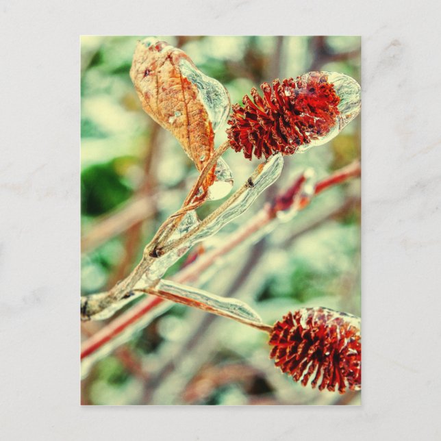 Isig Vykort (Framsida)