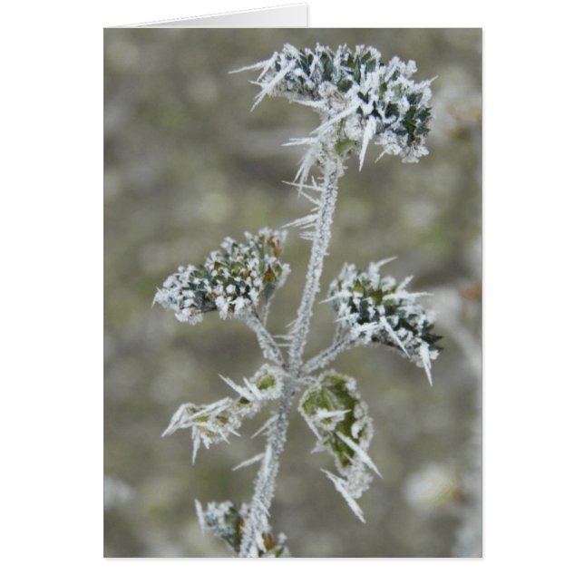 Isigens Pod Hälsningskort (Framsidan)