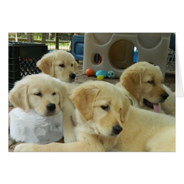 Iskvarterkort Hälsningskort (Framsidan Horizontal)