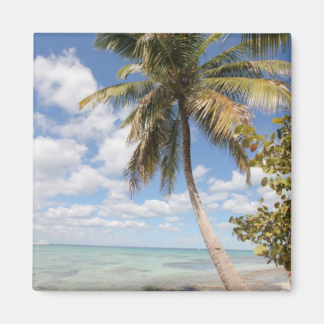 Isla Saona - Handflatan Träd vid stranden Magnet (Framsidan)