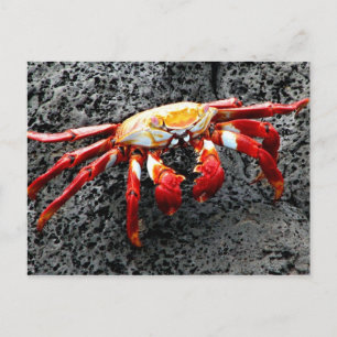 Isla Seymour, Galapagos, Red krab Vykort