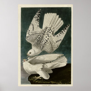 Island, Jer Falcon, från Audubon Birds of America Poster