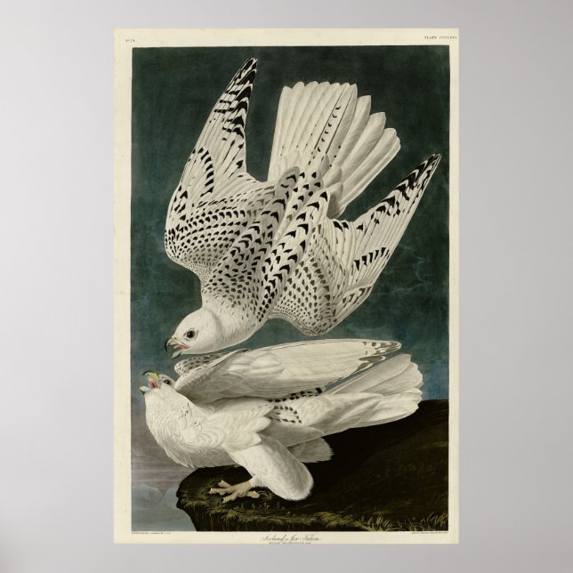 Island, Jer Falcon, från Audubon Birds of America Poster (Framsidan)