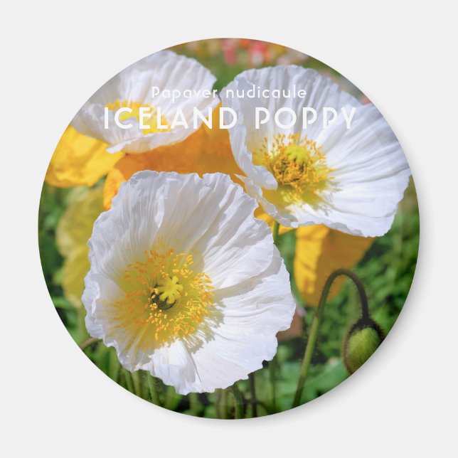 Island Poppy Magnet (Framsidan)