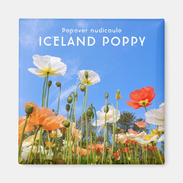 Island Poppy Magnet (Framsidan)
