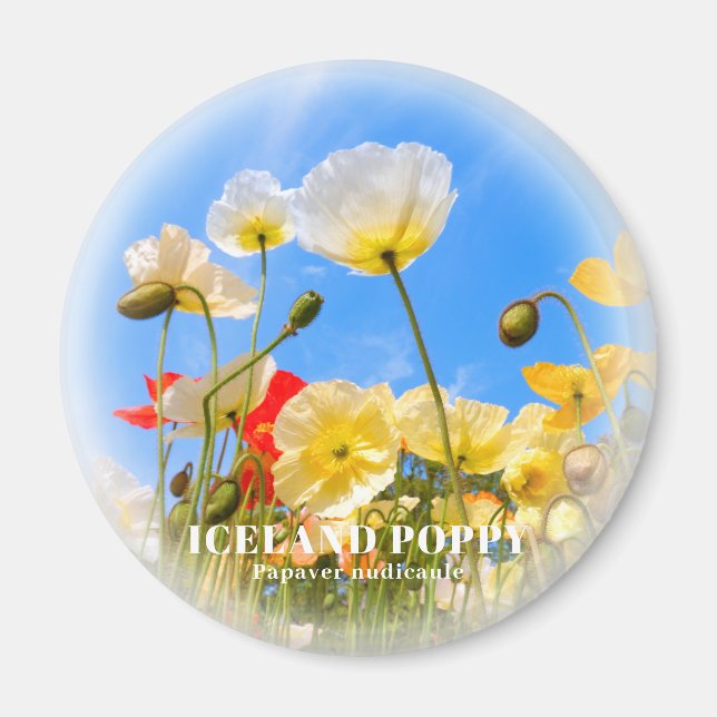 Island Poppy Magnet (Framsidan)